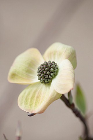 SPINNERS_GARDEN_AND_NURSERY_HAMPSHIRE_CLOSE_UP_PLANT_PORTRAIT_OF_THE_WHITE_FLOWER_OF_CORNUS_FLORIDA_