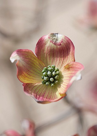 SPINNERS_GARDEN_AND_NURSERY_HAMPSHIRE_CLOSE_UP_PLANT_PORTRAIT_OF_THE_PINK_AND_CREAM_FLOWER_OF_CORNUS