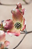 SPINNERS GARDEN AND NURSERY, HAMPSHIRE: CLOSE UP PLANT PORTRAIT OF THE PINK AND CREAM FLOWER OF CORNUS FLORIDA SPRING DAY. DECIDUOUS, FLOWERING, DOGWOOD, SPRING, WOODLAND