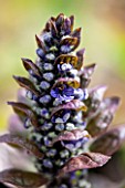 SPINNERS GARDEN AND NURSERY, HAMPSHIRE: CLOSE UP OF BLUE FLOWER OF AJUGA REPTANS CATLINS GIANT. PERENNIAL, DARK, PURPLE, WOODLAND, SHADE, SHADY, BUGLE, SPRING