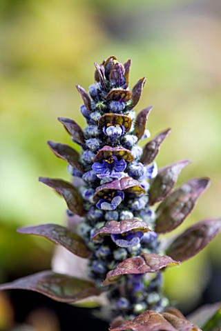 SPINNERS_GARDEN_AND_NURSERY_HAMPSHIRE_CLOSE_UP_OF_BLUE_FLOWER_OF_AJUGA_REPTANS_CATLINS_GIANT_PERENNI