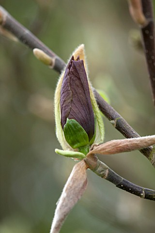 RHS_GARDEN_WISLEY_SURREY_CLOSE_UP_OF_THE_EMERGING_BUD_OF_THE_YELLOW_MAGNOLIA_JUDY_ZUK__BLOSSOM_SPRIN