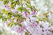 RHS GARDEN, WISLEY, SURREY: FLOWERS OF CHERRY - PRUNUS MATSUMAE BENI - BOTAN - BLOSSOM, SPRING