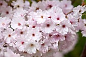 RHS GARDEN, WISLEY, SURREY: FLOWERS OF CHERRY - PRUNUS MATSUMAE BENI - BOTAN - BLOSSOM, SPRING