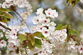 RHS GARDEN, WISLEY, SURREY: FLOWERS OF CHERRY - PRUNUS ASAGI - BLOSSOM, SPRING