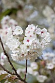 RHS GARDEN, WISLEY, SURREY: FLOWERS OF CHERRY - PRUNUS ASAGI - SPRING, BLOSSOM