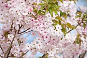 RHS GARDEN, WISLEY, SURREY: FLOWERS OF CHERRY - PRUNUS MATSUMAE BENI - BOTAN - SPRING, BLOSSOM