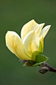 RHS GARDEN, WISLEY, SURREY: FLOWERS OF YELLOW MAGNOLIA DAPHNE - SPRING