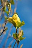 RHS GARDEN, WISLEY, SURREY: FLOWERS OF YELLOW MAGNOLIA HONEY LIZ - SPRING