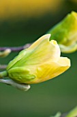 RHS GARDEN, WISLEY, SURREY: FLOWERS OF YELLOW MAGNOLIA HONEY LIZ - SPRING