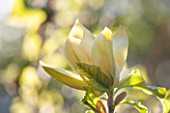 RHS GARDEN, WISLEY, SURREY: FLOWERS OF YELLOW MAGNOLIA X BROOKLYNENSIS HATTIE CARTHAN  - SPRING, BLOSSOM