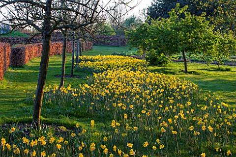 RHS_GARDEN_WISLEY_SURREY_SPRING__DAFFODILS_AT_THE_TOP_OF_THE_PIET_OUDOLF_BORDERS