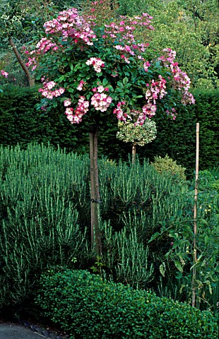 STANDARD_ROSA_YVONNE_RABIER_IN_POTAGER_THE_OLD_RECTORY__NORTHAMPTONSHIRE