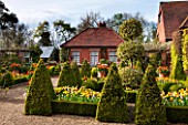 EAST RUSTON OLD VICARAGE GARDEN, NORFOLK: THE DUTCH GARDEN WITH CLIPPED BOX, TULIPS AND GOLDEN KING HOLLY - ILEX X ALTACLEREMSIS GOLDEN KING. SPRING, MAY, FLOWERS