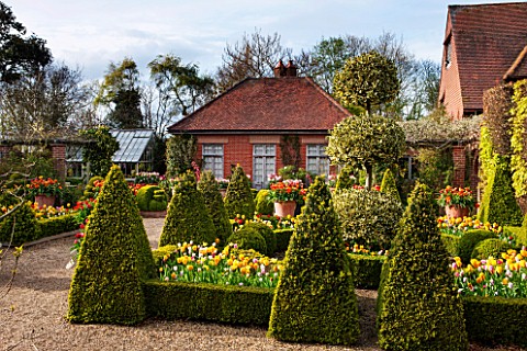 EAST_RUSTON_OLD_VICARAGE_GARDEN_NORFOLK_THE_DUTCH_GARDEN_WITH_CLIPPED_BOX_TULIPS_AND_GOLDEN_KING_HOL