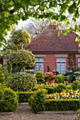 EAST RUSTON OLD VICARAGE GARDEN, NORFOLK: THE DUTCH GARDEN WITH CLIPPED BOX, TULIPS AND GOLDEN KING HOLLY - ILEX X ALTACLEREMSIS GOLDEN KING. SPRING, MAY, VISTA, FOCAL POINT
