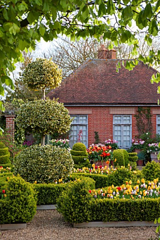 EAST_RUSTON_OLD_VICARAGE_GARDEN_NORFOLK_THE_DUTCH_GARDEN_WITH_CLIPPED_BOX_TULIPS_AND_GOLDEN_KING_HOL