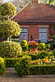 EAST RUSTON OLD VICARAGE GARDEN, NORFOLK: DUTCH GARDEN WITH CLIPPED BOX, TULIPS AND GOLDEN KING HOLLY - ILEX X ALTACLEREMSIS GOLDEN KING. SPRING, MAY, VISTA, FOCAL POINT, PARTERRE