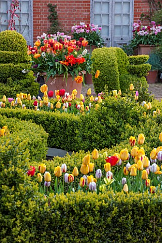 EAST_RUSTON_OLD_VICARAGE_GARDEN_NORFOLK_DUTCH_GARDEN_WITH_CLIPPED_BOX_AND_TULIPS_IN_SPRING_MAY_PARTE