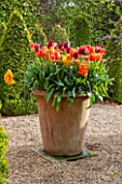 EAST RUSTON OLD VICARAGE GARDEN, NORFOLK: TERRACOTTA CONTAINER IN THE DUTCH GARDEN PLANTED WITH ORANGE TULIPS AND HYACINTHS IN SPRING. MAY, FLOWERS, HOT, BRIGHT, GRAVEL, PATIO