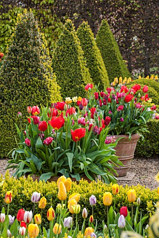 EAST_RUSTON_OLD_VICARAGE_GARDEN_NORFOLK_THE_DUTCH_GARDEN_PLANTED_WITH_TULIPS_IN_SPRING_MAY_FLOWERS_H