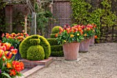 EAST RUSTON OLD VICARAGE GARDEN, NORFOLK: TERRACOTTA CONTAINERS IN THE DUTCH GARDEN PLANTED WITH ORANGE TULIPS. SPRING. MAY, FLOWERS, HOT, BRIGHT, GRAVEL, TOPIARY, CLIPPED, TERRACE