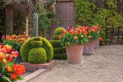 EAST_RUSTON_OLD_VICARAGE_GARDEN_NORFOLK_TERRACOTTA_CONTAINERS_IN_THE_DUTCH_GARDEN_PLANTED_WITH_ORANG