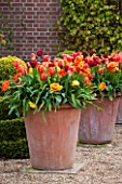 EAST RUSTON OLD VICARAGE GARDEN, NORFOLK: TERRACOTTA CONTAINERS IN THE DUTCH GARDEN PLANTED WITH ORANGE TULIPS. SPRING. MAY, FLOWERS, HOT, BRIGHT, GRAVEL