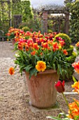 EAST RUSTON OLD VICARAGE GARDEN, NORFOLK: TERRACOTTA CONTAINERS IN THE DUTCH GARDEN PLANTED WITH ORANGE TULIPS. SPRING. MAY, FLOWERS, HOT, BRIGHT, GRAVEL, TERRACE, PATIO