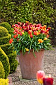 EAST RUSTON OLD VICARAGE GARDEN, NORFOLK: TERRACOTTA CONTAINERS IN THE DUTCH GARDEN PLANTED WITH ORANGE TULIPS. SPRING. MAY, FLOWERS, HOT, BRIGHT, GRAVEL, TERRACE, PATIO