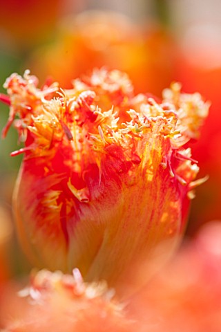 EAST_RUSTON_OLD_VICARAGE_GARDEN_NORFOLK_CLOSE_UP_OF_THE_ORANGE_TULIP__TULIPA_REAL_TIME__RED_FRINGED_