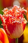 EAST RUSTON OLD VICARAGE GARDEN, NORFOLK: CLOSE UP OF THE ORANGE TULIP - TULIPA REAL TIME - RED, FRINGED, SPRING, FLOWER, BRIGHT, BULB, BULBS, FLOWERS