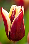 EAST RUSTON OLD VICARAGE GARDEN, NORFOLK: CLOSE UP OF TULIP - TULIPA GAVOTA - SPRING, FLOWER, BULB, BULBS, FLOWERS, RED, WHITE