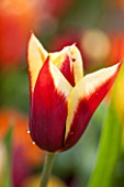 EAST RUSTON OLD VICARAGE GARDEN, NORFOLK: CLOSE UP OF TULIP - TULIPA GAVOTA - SPRING, FLOWER, BULB, BULBS, FLOWERS, RED, WHITE