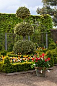 EAST RUSTON OLD VICARAGE GARDEN, NORFOLK: THE DUTCH GARDEN IN SPRING - BOX EDGED BEDS AND TERRACOTTA CONTAINER WITH TULIPS, GOLDEN KING HOLLY - ILEX X ALTACLERENSIS GOLDEN KING