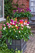 EAST RUSTON OLD VICARAGE GARDEN, NORFOLK: LEAD CONTAINER IN THE DUTCH GARDEN PLANTED WITH TULIPS IN SPRING, PATIO, TERRACE, COLOURFUL, MAY, FLOWERS