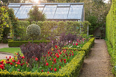 EAST_RUSTON_OLD_VICARAGE_GARDEN_NORFOLK_BOX_EDGED_BEDS_OF_TULIPS_WITH_GREENHOUSE__GLASSHOUSE_BEHIND_