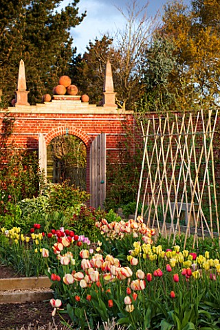 EAST_RUSTON_OLD_VICARAGE_GARDEN_NORFOLK_CUTTING_GARDEN_WITH_WALLS_AND_TULIPS_IN_BEDS__SPRING_FLOWERS