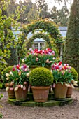 EAST RUSTON OLD VICARAGE GARDEN, NORFOLK: VIEW ALONG GRAVEL PATH TO DISPLAY OF TULIPS IN TERRACOTTA CONTAINERS IN SPRING - COUNTRY GARDEN, COLOURFUL, FLOWERS, HEDGES, HEDGING