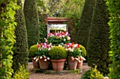 EAST RUSTON OLD VICARAGE GARDEN, NORFOLK: VIEW ALONG GRAVEL PATH TO DISPLAY OF TULIPS IN TERRACOTTA CONTAINERS IN SPRING - COUNTRY GARDEN, COLOURFUL, FLOWERS, HEDGES, HEDGING, YEW