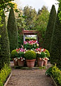 EAST RUSTON OLD VICARAGE GARDEN, NORFOLK: VIEW ALONG GRAVEL PATH TO DISPLAY OF TULIPS IN TERRACOTTA CONTAINERS IN SPRING - COUNTRY GARDEN, COLOURFUL, FLOWERS, HEDGES, HEDGING, YEW