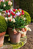 EAST RUSTON OLD VICARAGE GARDEN, NORFOLK: DISPLAY OF TULIPS AND HYACINTHS IN TERRACOTTA CONTAINERS IN SPRING - COUNTRY GARDEN, COLOURFUL, FLOWERS, CLIPPED BOX BALLS, TOPIARY