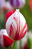 EAST RUSTON OLD VICARAGE GARDEN, NORFOLK: CLOSE UP OF FLOWER OF TRIUMPH GROUP TULIP - TULIPA CARNIVAL DE RIO - RED, WHITE, STRIPE, STRIPEY, BULB, SPRING