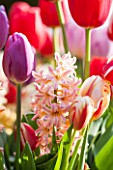 EAST RUSTON OLD VICARAGE GARDEN, NORFOLK: HYACINTHS AND TULIPS IN A CONTAINER - RED, WHITE, STRIPE, STRIPEY, BULB, SPRING