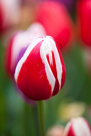 EAST_RUSTON_OLD_VICARAGE_GARDEN_NORFOLK_CLOSE_UP_OF_FLOWER_OF_TULIP__TULIPA_GENUA__RED_WHITE_STRIPE_