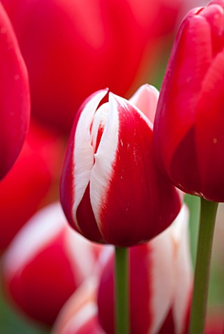 EAST_RUSTON_OLD_VICARAGE_GARDEN_NORFOLK_CLOSE_UP_OF_FLOWER_OF_TULIP__TULIPA_GENUA__RED_WHITE_STRIPE_