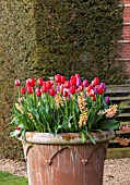 EAST RUSTON OLD VICARAGE GARDEN, NORFOLK: TERRACOTTA CONTAINER PLANTED WITH TULIPA GENUA, TULIPA CHRISTMAS MARVEL AND HYACINTHS - RED, WHITE, STRIPE, STRIPEY, BULB, SPRING