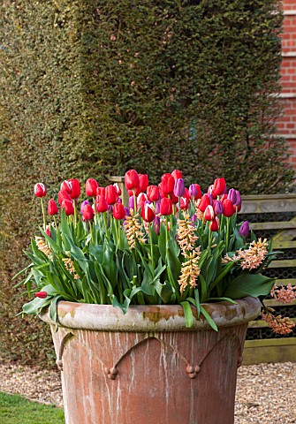 EAST_RUSTON_OLD_VICARAGE_GARDEN_NORFOLK_TERRACOTTA_CONTAINER_PLANTED_WITH_TULIPA_GENUA_TULIPA_CHRIST