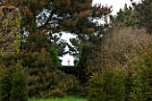 EAST RUSTON OLD VICARAGE GARDEN, NORFOLK: VIEW OF HAPPISBURGH LIGHTHOUSE THROUGH GAP IN THE SHELTER BELT - SPRING, FOCAL POINT