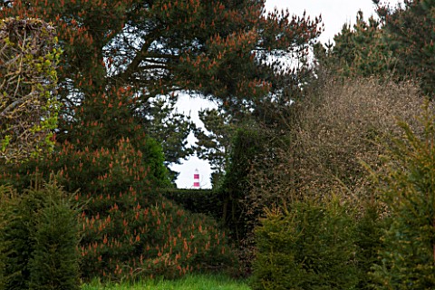 EAST_RUSTON_OLD_VICARAGE_GARDEN_NORFOLK_VIEW_OF_HAPPISBURGH_LIGHTHOUSE_THROUGH_GAP_IN_THE_SHELTER_BE